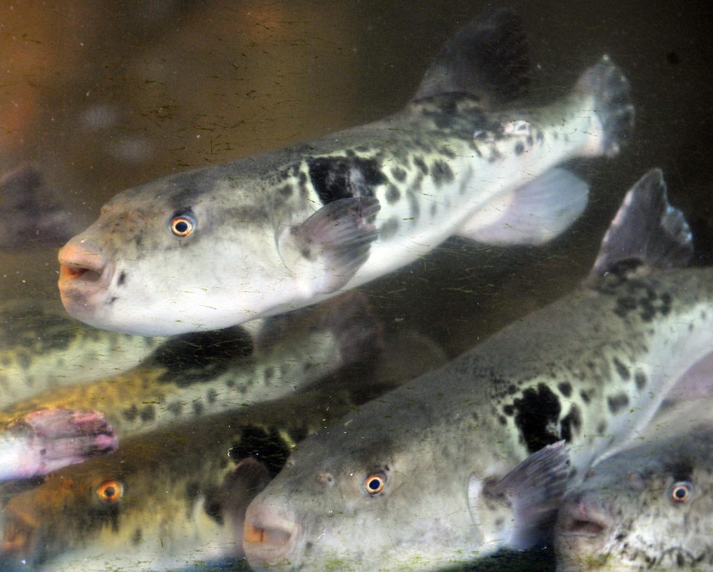 A startup linked to Kyoto University and Kindai University in western Japan has succeeded in increasing the growth speed of a popular pufferfish known as torafugu by up to 2.4-fold and 1.9-fold on average. (AFP)