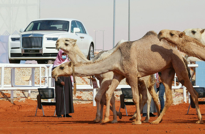 Camels are showcased during the sixth edition of the King Abdulaziz Camel Festival in the Rumah region, east of Riyadh, on January 8, 2022. (Photo by Fayez Nureldine/AFP)