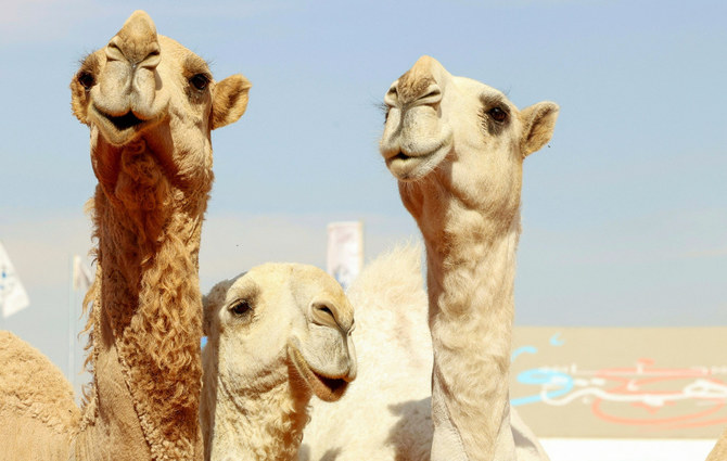 Camels are showcased during the sixth edition of the King Abdulaziz Camel Festival in the Rumah region, east of Riyadh, on January 8, 2022. (Photo by Fayez Nureldine/AFP)