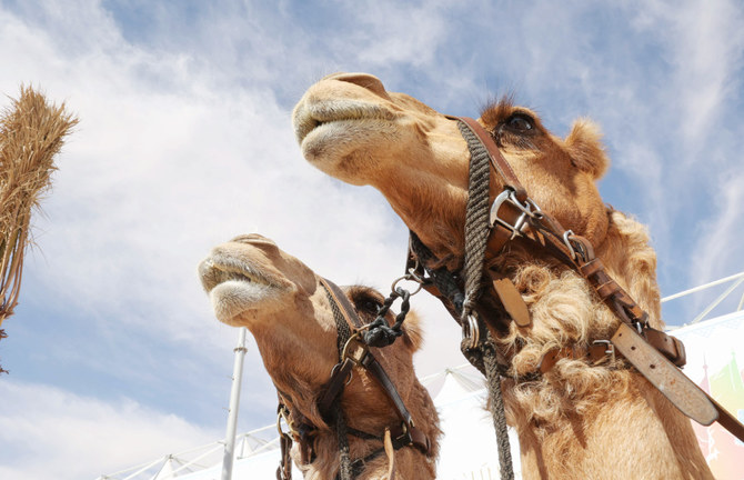Camels are showcased during the sixth edition of the King Abdulaziz Camel Festival in the Rumah region, east of Riyadh, on January 8, 2022. (Photo by Fayez Nureldine/AFP)