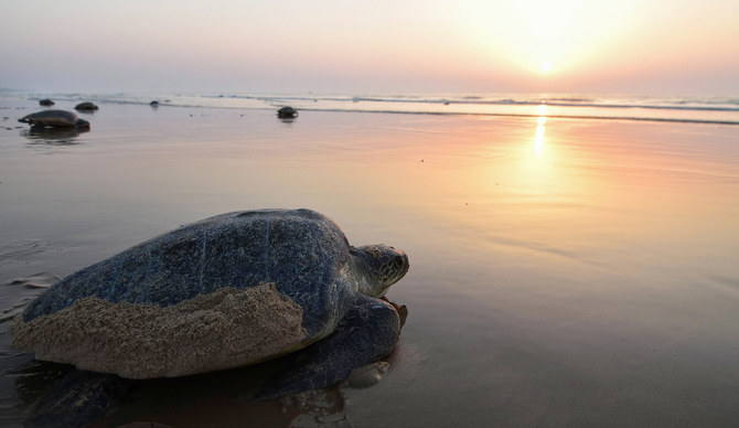Saudi Arabia is committed to preserving and restoring its marine biodiversity through initiatives. (AFP)