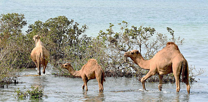 Mangroves provide pastures for camels on islands in the Red Sea that give high-quality nutrition to camels in coastal locations during the winter. (Supplied)