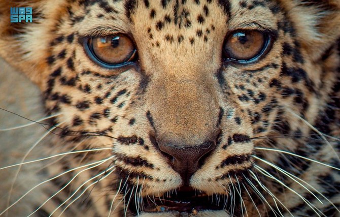 The Arabian leopard is the chief predator in Saudi Arabia and plays a major role in the Kingdom’s culture. (SPA)
