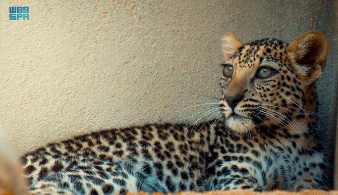 The Arabian leopard is the chief predator in Saudi Arabia and plays a major role in the Kingdom’s culture. (SPA)