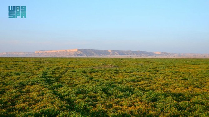 The Al-Khafs gardens are distinguished by the charming and unique beauty of the green palette they provide amid golden sands. (SPA)
