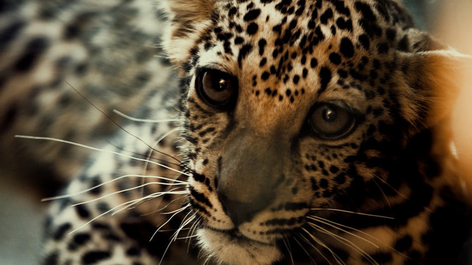 In Saudi Arabia, where, for generations, the Arabian Leopard and its prey were hunted and its habitat steadily eroded by human expansion and development, the animal is feared to be extinct. (Supplied/RCU Images)