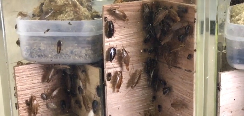 Sugiura admits, noting that roaches are only unpleasant when they carry bacteria. (ANJ)
