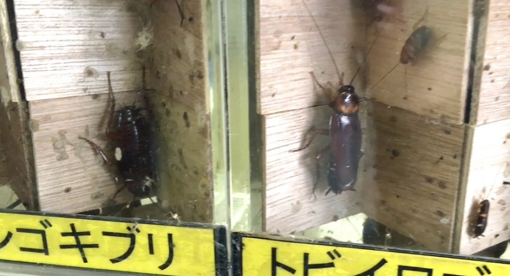 Sugiura admits cockroaches are only unpleasant when they carry bacteria. (ANJ)