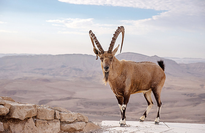 Ten Nubian ibex were released by the Royal Commission for AlUla to mark World Wildlife Day on Thursday. (Shutterstock)