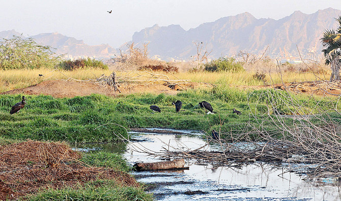 Yemen’s Al-Heswa nature reserve was once hailed as a beacon of conservation efforts by the UN but now it is swarmed by crows. (AFP)