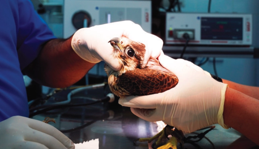 Vets at Doha’s Souq Waqif Falcon Hospital work on a ‘patient’ on Thursday. (AP)