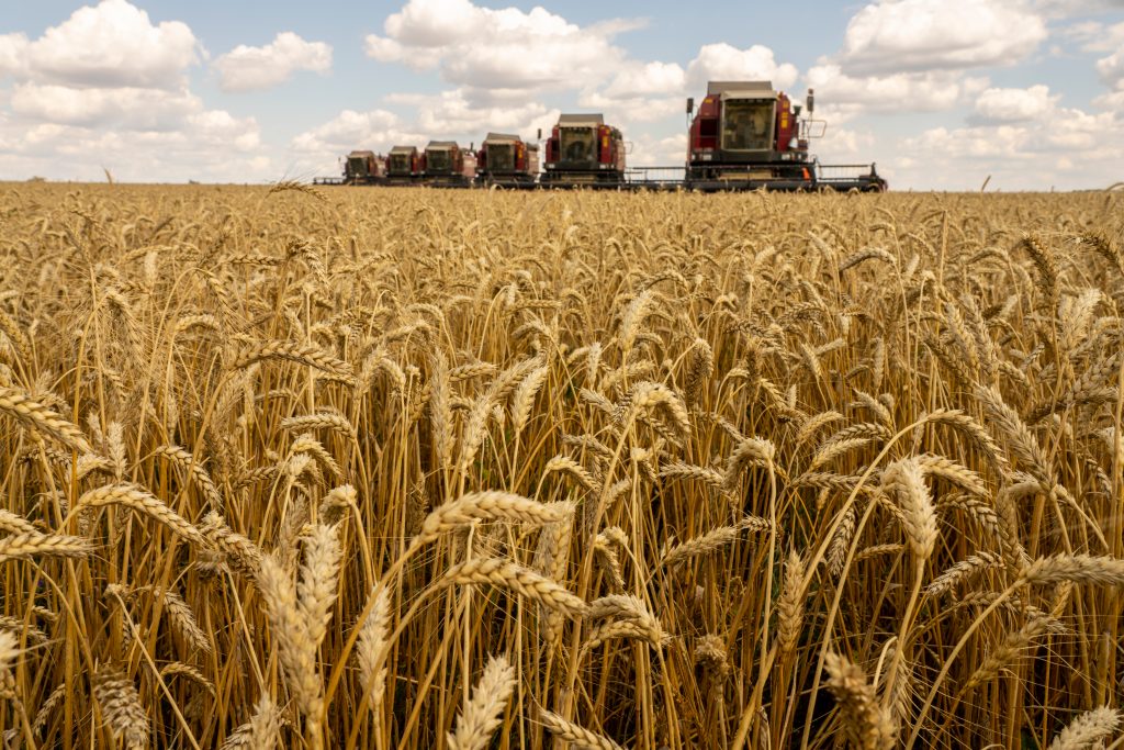 Wheat prices are increasingly likely to rise further following the next price revision set for October, as the impact from the Russia-Ukraine crisis and global sanctions against Russia has only partially been taken into account. (Shutterstock)