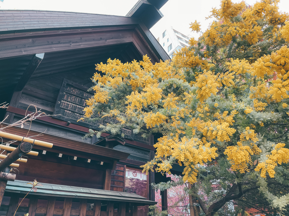 The Mimosa flower grows around the same time as Sakura season in Japan, just in time for International Women’s Day. (Shutterstock)