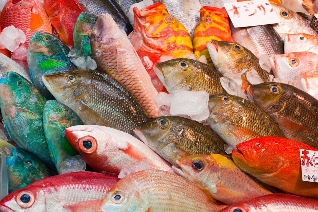 With the new method, the freshness of fish will be shown by numerical data, making it easier for people overseas to understand that a fish is fresh despite the presence of a scar created by ikejime. (Shutterstock)
