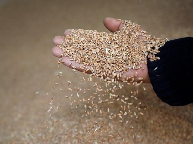 An Egyptian delegation went to India to discuss wheat imports, visiting fields and grain stores in various regions. (Reuters/File Photo)