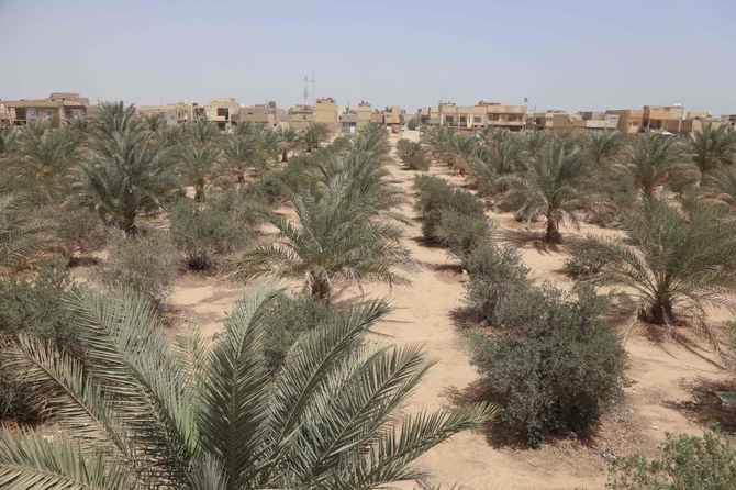 A picture shows a view of a palm and olive grove in the 