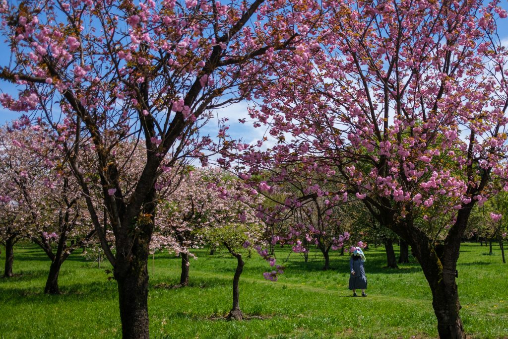 This picture taken on April 16, 2022 shows blooming cherry trees at a farm of the Flower Association of Japan in Yuki, northeastern Ibaraki prefecture. (AFP)