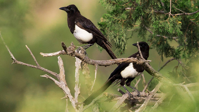 The Saudi Wildlife Authority, Smithsonian Institute and Saudi Aramco have partnered to save the magpie from extinction. (Courtesy of Aramco.com)