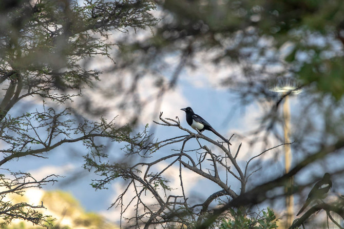 The Saudi Wildlife Authority, Smithsonian Institute and Saudi Aramco have partnered to save the magpie from extinction. (Courtesy of Aramco.com)