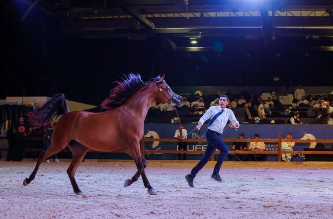 Different pedigrees of horses took part in the International Championship for the Purebred Arabian Horse Beauty (Kuhailah), which was held in Riyadh for five days and wrapped up its activities Sunday. (Supplied)
