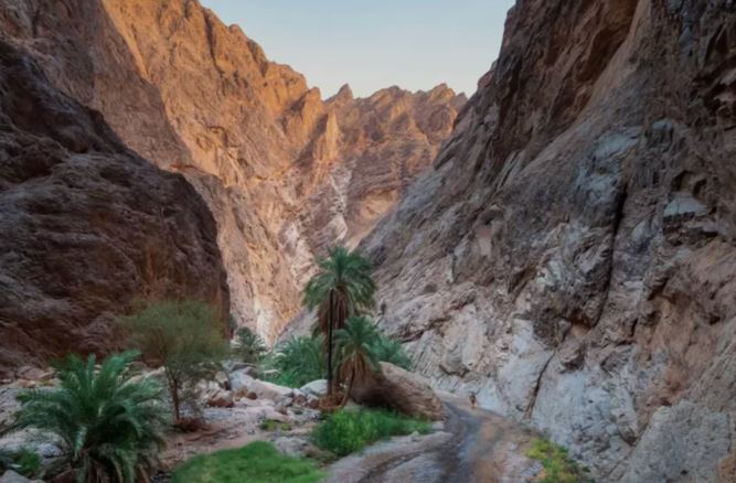 NEOM’s initiative will see the return of 100 million native trees, shrubs and grasses by 2030 to aid the restoration of degraded land. (NEOM)