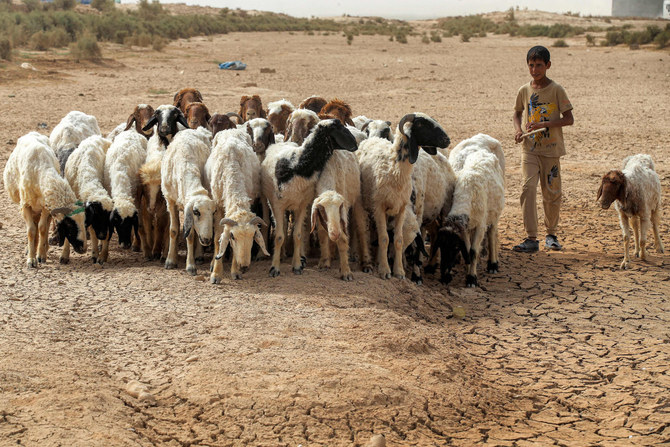 A shepherd boy and his flock walk along waterless Lake Hamrin in Iraq's Diyala province on May 20, 2022. (AFP)