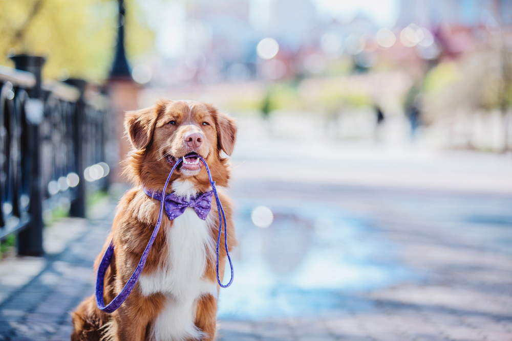 According to a survey by Unicharm, around 40 percent of dog owners are hesitant to travel far from home with their dogs. (Shutterstock)