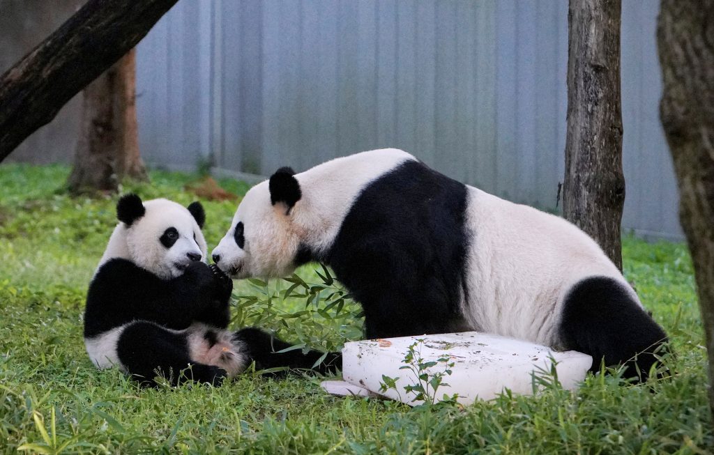Following a temporary closure due to the viral spread, Ueno Zoo in Tokyo's Taito Ward reopened in March this year, first only for visitors with reservations. The zoo dropped the requirement for reservations on May 24. (AFP)
