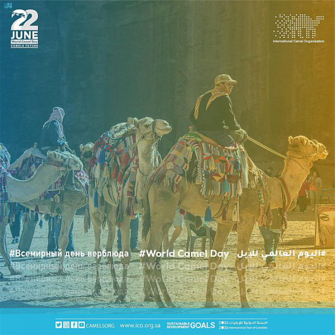 Poster of the World Camel Day. (Saudi Camel Club photo)