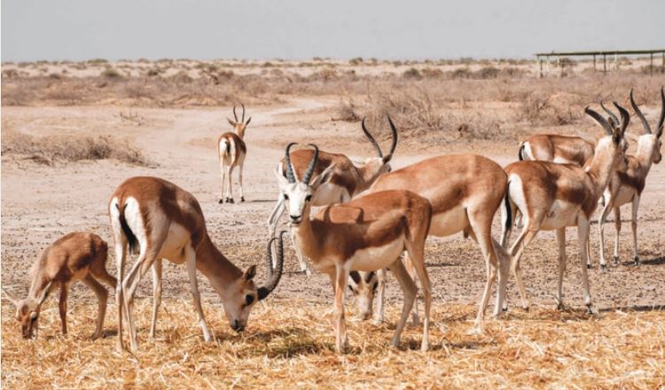 Rhim gazelles graze at the Sawa wildlife reserve in the desert of Samawa in Iraq’s southern province of Al-Muthanna. Gazelles at the Iraqi wildlife reserve are dropping dead from lack of food. (AFP)