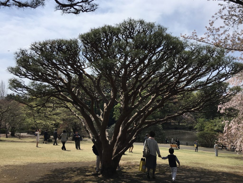 Trees in Shinjuku garden in central Tokyo (ANJ file photos)