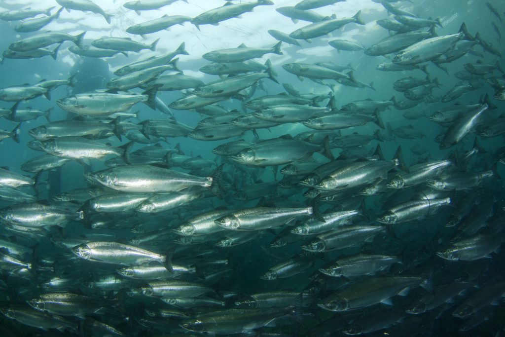 Japan and Russia negotiate every year fishing conditions under which Japanese fishers catch salmon and trout originating from Russia in their 200-nautical-mile EEZs. In April this year, the two countries agreed on the fishing conditions in the Japanese EEZ. (Shutterstock)