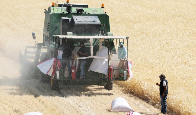 A combine harvester is used to harvest barley in a field in Mansourah, Lebanon. (Reuters)