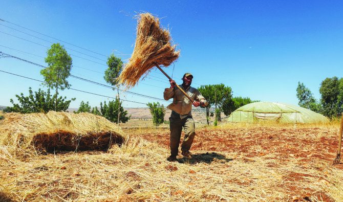 A farmer collects wheat in field at Houla village in southern Lebanon. (Reuters)