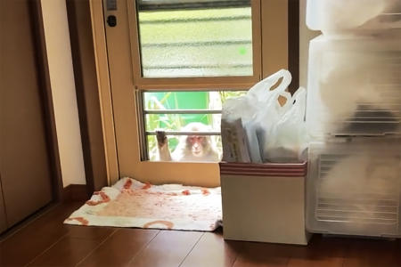 This image from a video shows a monkey loitering around a home in Yamaguchi, Japan, Saturday, July 23, 2022. (Anonymous via AP)