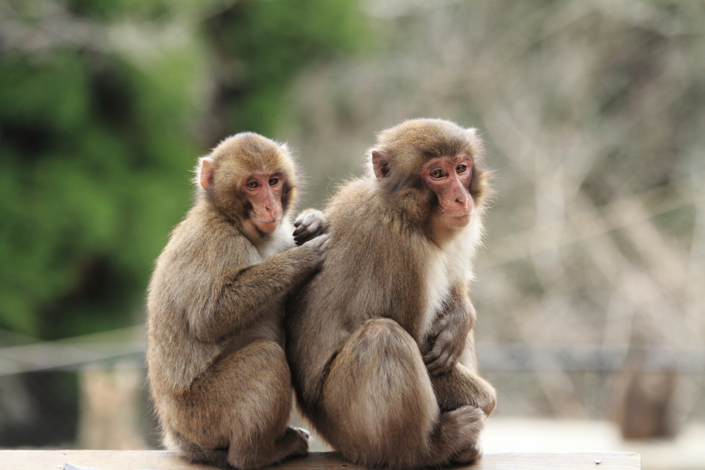 City officials and police have been patrolling the area since the first attacks around July 8, but have yet to snare any monkeys. (Shutterstock)