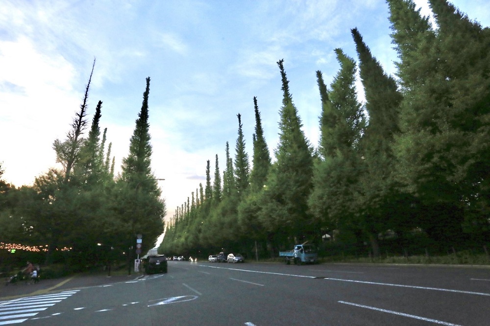 The Tokyo Metropolitan Government has approved plans to rebuild Jingu Stadium and Chichibunomiya Rugby Stadium, but critics say the plan will involve the cutting down of 1,000 trees and the destruction of a popular avenue of gingko trees. (ANJ / Pierre Boutier) 
