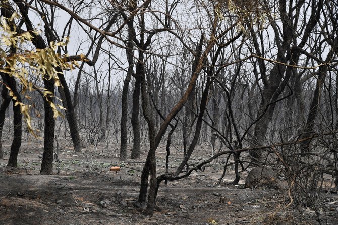 Algerian firefighters battled a string of blazes, fanned by drought and a blistering heatwave, that have killed at least 38 people and left destruction in their wake. (AFP)