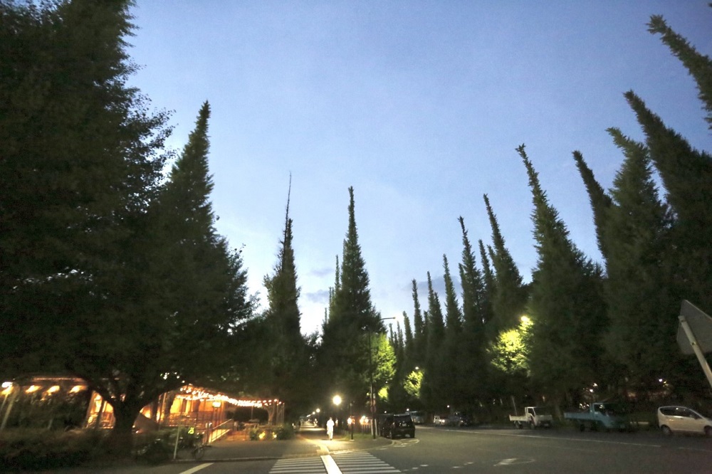 The Tokyo Metropolitan Government has approved plans to rebuild Jingu Stadium and Chichibunomiya Rugby Stadium, but critics say the plan will involve the cutting down of 1,000 trees and the destruction of a popular avenue of gingko trees. (ANJ / Pierre Boutier) 