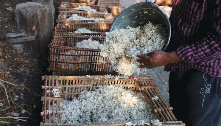 The flowers need to be harvested before the jasmine dries out in the heat. (Reuters)
