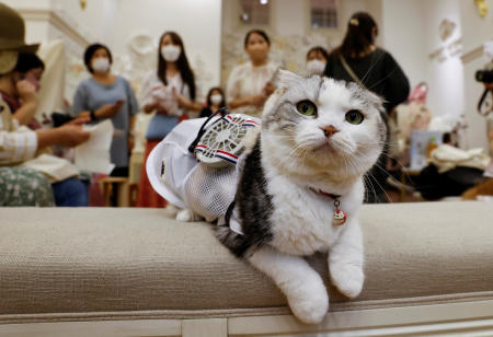 A 5-y-o Scottish Fold cat named Sun wears a battery-powered fan outfit for pets, developed by Japanese maternity clothing maker 