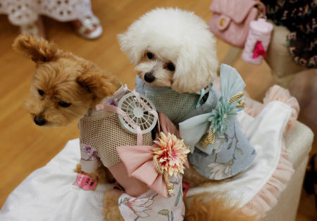 A 9-y-o female Pomeranian and Poodle Mix named Moco and 8-y-o female Poodle named Purin wear battery-powered fan outfits for pets, developed by Japanese maternity clothing maker 