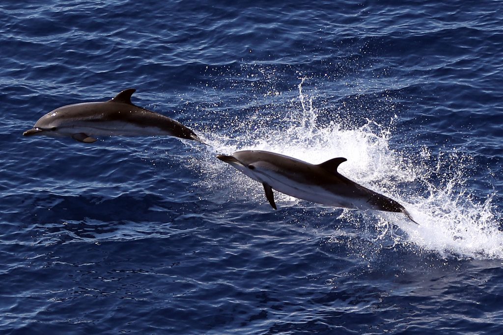 Japanese authorities are warning beachgoers to stay away from dolphins (AFP)