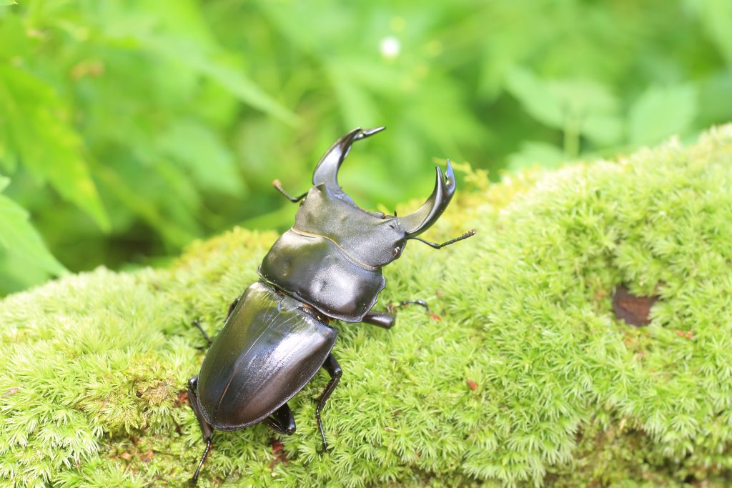 Creatures subject to the new ban are over 4,000 species, including insects such as the