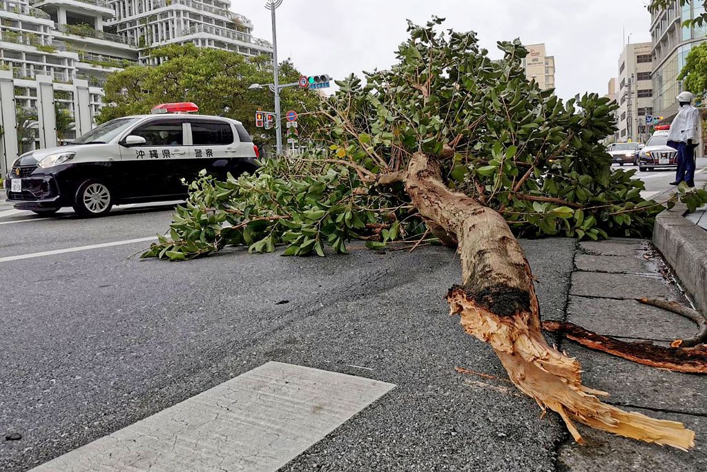A tree is broken by strong winds as Typhoon Hinnamnor hits Naha, Okinawa prefecture, Japan, Sept. 4, 2022. (File photo/Kyodo News via AP)