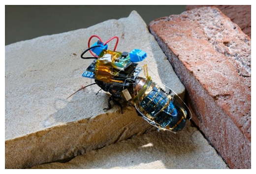 Japanese team created a wirelessly controlled cyborg insect using ultra thin solar cell. (Riken)