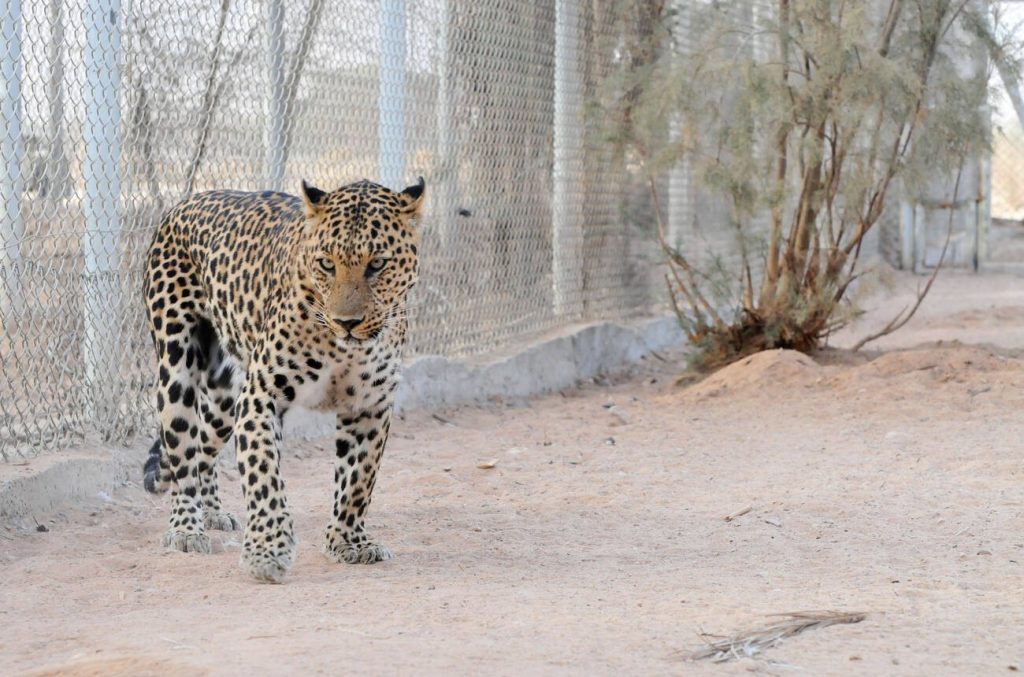 The Arabian leopard has graced the wild landscapes of Saudi Arabia for millennia. (Alamy)