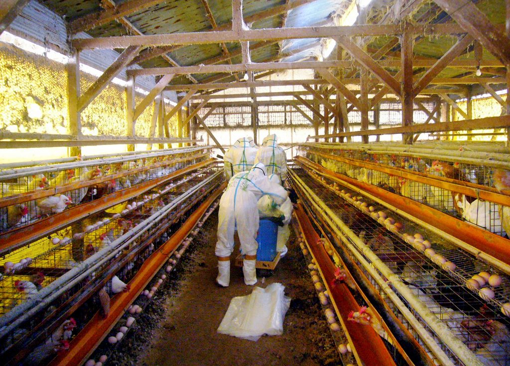 A highly pathogenic bird flu outbreak is suspected at a chicken farm in the city of Kurashiki in the western Japan prefecture of Okayama, the prefectural government said Thursday. (AFP/file)