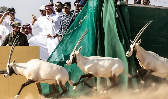 The release of Arabian oryx, Nubian ibex, Arabian sand gazelle and mountain gazelle on Thursday comes as part of NEOM’s efforts to realize its vision for sustainability and environmental conservation. (SPA)