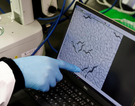 Hirotsu Bio Science Chief Technical Officer Eric Di Luccio points at nematodes on a monitor connected to a microscope during a photo opportunity at the company's lab in Fujisawa, Kanagawa Prefecture, Japan November 28, 2022. (Reuters)